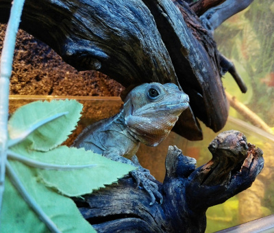 Полосатый василиск (Basiliscus vittatus)